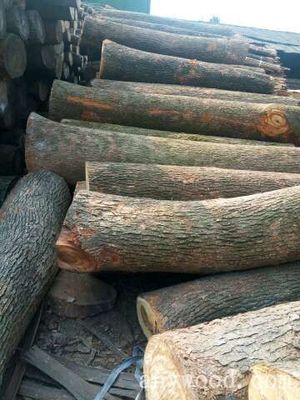 香樟原木 木材圈中的珍貴銷售資源